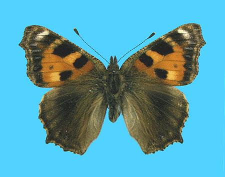 Aglias urticae ab. nigra 8-16-1928 Ting, Herts Co., UK (Internet Image property of respective owner, non-commercial use only)